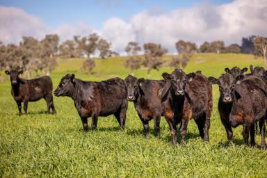 Mixed Farming Auction - NSW - Tarcutta - 2652 - Well Improved Eastern Grazing  (Image 2)