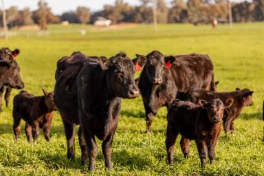 Mixed Farming Auction - NSW - Euberta - 2650 - Outstanding Irrigated Finishing Block  (Image 2)