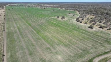 Other (Rural) Auction - NSW - Collarenebri - 2833 - Rosewood, Collarenebri  (Image 2)