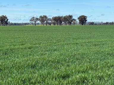 Mixed Farming Tender - NSW - Coolamon - 2701 - EXCEPTIONAL COOLAMON PROPERTY  (Image 2)