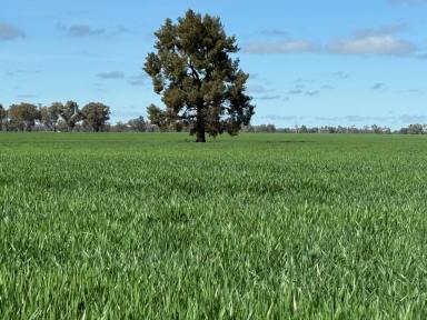 Mixed Farming Tender - NSW - Coolamon - 2701 - EXCEPTIONAL COOLAMON PROPERTY  (Image 2)
