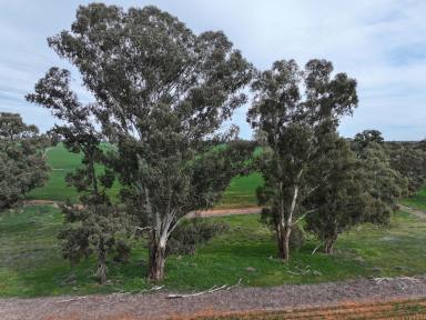 Mixed Farming Tender - NSW - Coolamon - 2701 - EXCEPTIONAL COOLAMON PROPERTY  (Image 2)