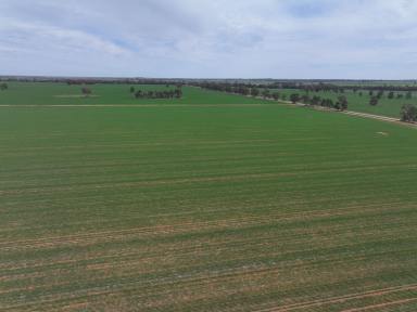 Mixed Farming Tender - NSW - Coolamon - 2701 - EXCEPTIONAL COOLAMON PROPERTY  (Image 2)