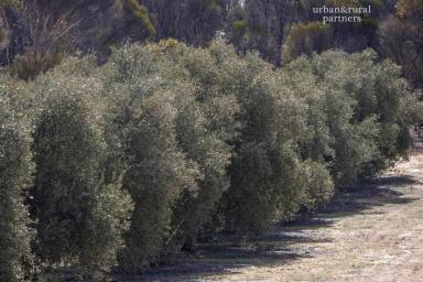 Horticulture For Sale - SA - Karte - 5304 - Karte Olives - Astute Farmer or Investor Opportunity  (Image 2)