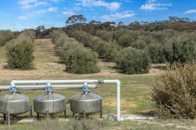 Horticulture For Sale - SA - Karte - 5304 - Karte Olives - Astute Farmer or Investor Opportunity  (Image 2)