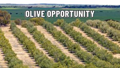 Horticulture For Sale - SA - Karte - 5304 - Karte Olives - Astute Farmer or Investor Opportunity  (Image 2)