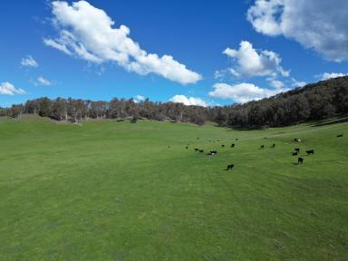 Mixed Farming For Sale - VIC - Mitta Mitta - 3701 - “An excellent parcel of cattle country in the Mitta Valley”  (Image 2)