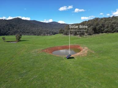 Mixed Farming For Sale - VIC - Mitta Mitta - 3701 - “An excellent parcel of cattle country in the Mitta Valley”  (Image 2)