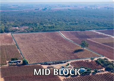 Viticulture For Sale - SA - Winkie - 5343 - MID BLOCK  (Image 2)