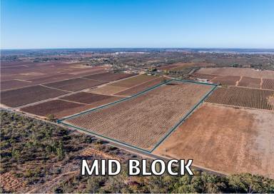 Viticulture For Sale - SA - Winkie - 5343 - MID BLOCK  (Image 2)