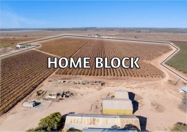 Viticulture For Sale - SA - Winkie - 5343 - 9 IRRIGATED TITLES - FOR SALE BY ONLINE AUCTION  (Image 2)