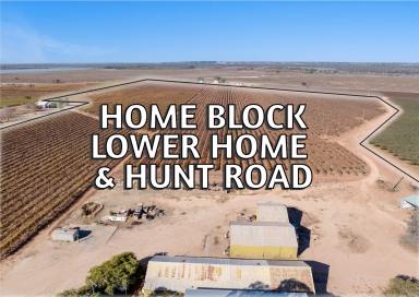 Viticulture For Sale - SA - Winkie - 5343 - HOME, LOWER HOME & HUNT ROAD - must be sold  (Image 2)