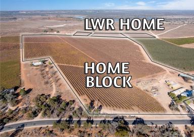 Viticulture For Sale - SA - Winkie - 5343 - HOME, LOWER HOME & HUNT ROAD - must be sold  (Image 2)