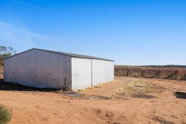 Viticulture For Sale - SA - Glossop - 5344 - LONG BLOCK - must be sold  (Image 2)