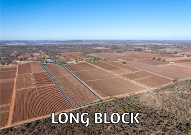 Viticulture For Sale - SA - Glossop - 5344 - LONG BLOCK - must be sold  (Image 2)