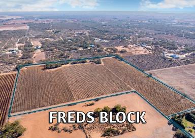 Viticulture For Sale - SA - Winkie - 5343 - FREDS BLOCK  (Image 2)