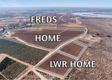 Viticulture For Sale - SA - Winkie - 5343 - FREDS BLOCK  (Image 2)