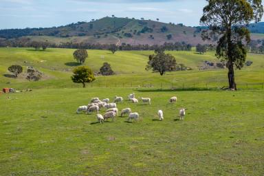 Other (Rural) For Sale - NSW - Binda - 2583 - 'A peaceful parcel of land with exceptional views, dwelling entitlement, surrounded by premium farmland.'  (Image 2)