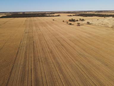 Lifestyle For Sale - SA - Waikerie - 5330 - Lifestyle Block close to the Murray River  (Image 2)