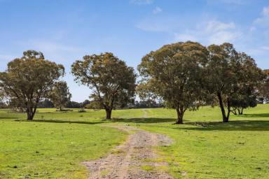 Mixed Farming For Sale - VIC - Bagshot North - 3551 - 230 Acres – Productivity and Privacy  (Image 2)