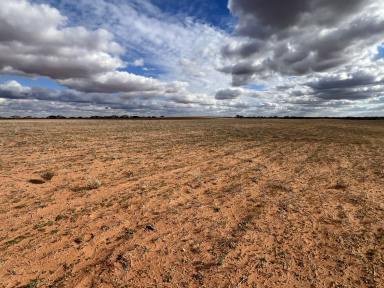 Mixed Farming For Sale - SA - Waikerie - 5330 - RARELY OFFERED LARGE SCALE CROPPING OPPORTUNITY  (Image 2)