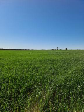 Mixed Farming For Sale - SA - Waikerie - 5330 - LARGE SCALE CROPPING OPPORTUNITY - GOOD RECENT RAINS  (Image 2)