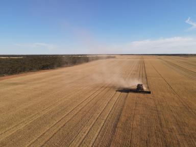 Mixed Farming For Sale - SA - Waikerie - 5330 - RARELY OFFERED LARGE SCALE CROPPING OPPORTUNITY  (Image 2)