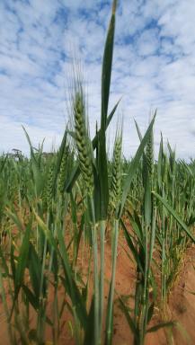 Mixed Farming For Sale - SA - Waikerie - 5330 - LARGE SCALE CROPPING OPPORTUNITY - GOOD RECENT RAINS  (Image 2)