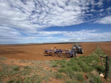 Mixed Farming For Sale - SA - Waikerie - 5330 - LARGE SCALE CROPPING OPPORTUNITY - GOOD RECENT RAINS  (Image 2)