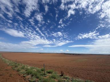 Mixed Farming For Sale - SA - Waikerie - 5330 - LARGE SCALE CROPPING OPPORTUNITY - GOOD RECENT RAINS  (Image 2)