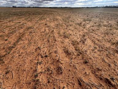Mixed Farming For Sale - SA - Waikerie - 5330 - RARELY OFFERED LARGE SCALE CROPPING OPPORTUNITY  (Image 2)