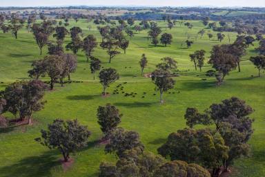 Mixed Farming For Sale - NSW - Mandurama - 2792 - Blue Ribbon Mixed Farming  (Image 2)