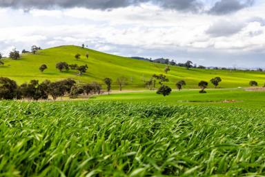 Residential Block For Sale - NSW - Boorowa - 2586 - Planted and Ready for Either Lifestyle or Agriculture or Both!  (Image 2)