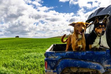 Residential Block Auction - NSW - Boorowa - 2586 - Superb Southern Tablelands Mixed Farming & Lifestyle  (Image 2)