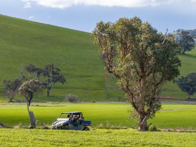 Residential Block Auction - NSW - Boorowa - 2586 - Superb Southern Tablelands Mixed Farming & Lifestyle  (Image 2)