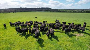 Livestock For Sale - VIC - Tyrendarra - 3285 - Lifestyle with an income!  (Image 2)