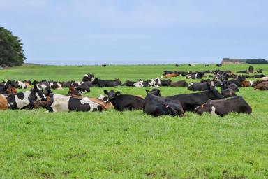 Dairy For Sale - VIC - Nirranda South - 3268 - Blue Ribbon Dairy Farm – Outstanding Infrastructure – Iconic location  (Image 2)