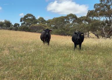 Mixed Farming For Sale - SA - Meningie East - 5264 - VERSATILE BREEDING & FINISHING OPPORTUNITY  (Image 2)