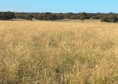 Mixed Farming For Sale - SA - Meningie East - 5264 - VERSATILE BREEDING & FINISHING OPPORTUNITY  (Image 2)