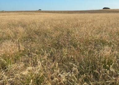 Mixed Farming For Sale - SA - Meningie East - 5264 - VERSATILE BREEDING & FINISHING OPPORTUNITY  (Image 2)
