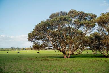 Mixed Farming For Sale - SA - Meningie East - 5264 - VERSATILE BREEDING & FINISHING OPPORTUNITY (Image 2)