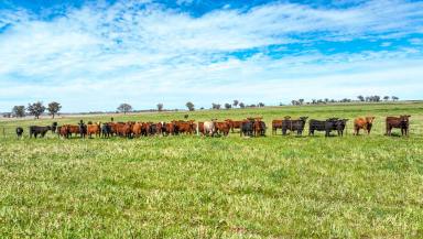 Mixed Farming For Sale - NSW - Bective - 2340 - PRODUCTIVE TURNKEY ASSET  (Image 2)