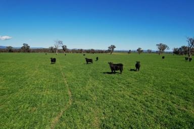 Mixed Farming For Sale - NSW - Holbrook - 2644 - Holbrook Mixed Farming & Grazing  (Image 2)