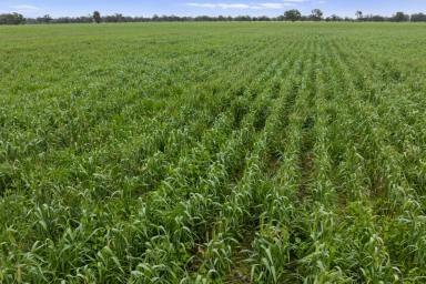Cropping For Sale - VIC - Nagambie - 3608 - 320-Acre Cropping/Grazing Opportunity  (Image 2)