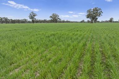 Cropping For Sale - VIC - Euroa - 3666 - Cropping, Grazing and the Creightons Creek  (Image 2)