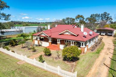 Mixed Farming For Sale - NSW - Grenfell - 2810 - CHARMING 1926 HOMESTEAD SET ON 2,115ACRES OF GRAZING & FARMING COUNTRY  (Image 2)