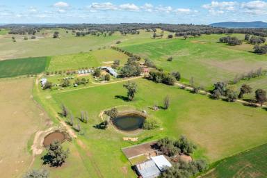 Mixed Farming For Sale - NSW - Grenfell - 2810 - CHARMING 1926 HOMESTEAD SET ON 2,115ACRES OF GRAZING & FARMING COUNTRY  (Image 2)