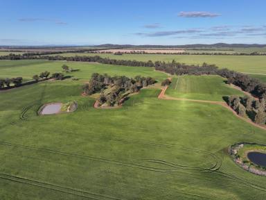 Mixed Farming For Sale - NSW - Barmedman - 2668 - Affordable Cropping Block With Rich Alluvial Creek Soils  (Image 2)