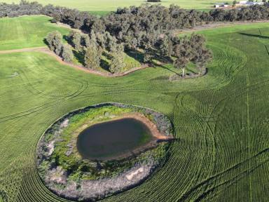 Mixed Farming For Sale - NSW - Barmedman - 2668 - Affordable Cropping Block With Rich Alluvial Creek Soils  (Image 2)
