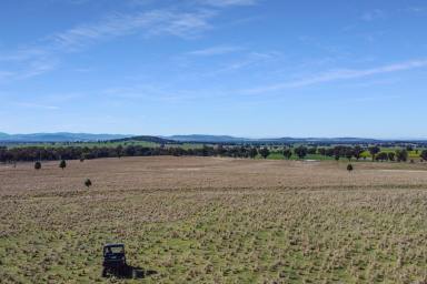 Mixed Farming For Sale - NSW - Gooloogong - 2805 - RENT+BUY ARRANGEMENT AVAILABLE – IMMEDIATE ACCESS! (Image 2)